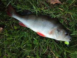European Perch