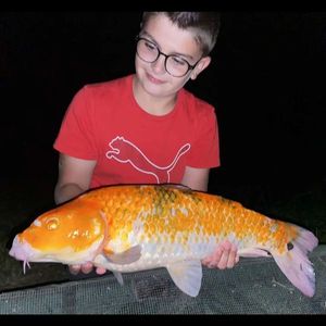 Koï Fish