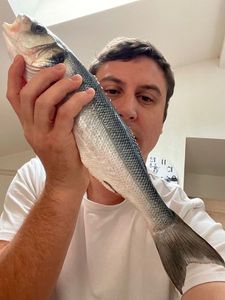 European Bass (Seabass)