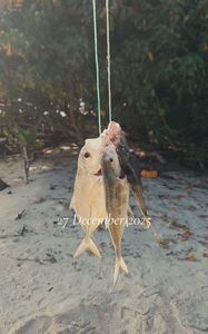 Golden Trevally