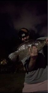 Nile Tilapia