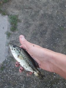 Largemouth Bass