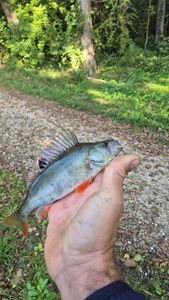 European Perch