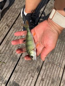 European Perch