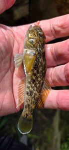 Round Goby
