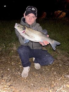 European Bass (Seabass)