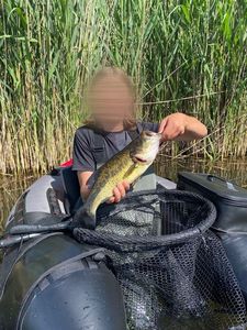 Largemouth Bass
