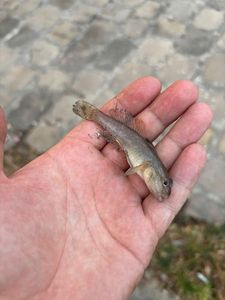 Round Goby