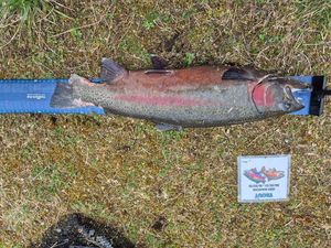 Rainbow Trout