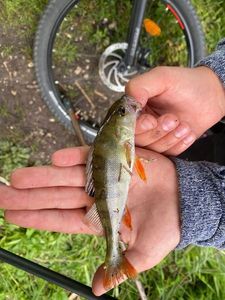 European Perch