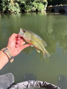 Largemouth Bass