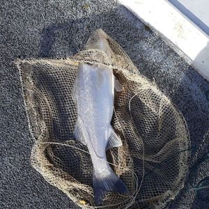 European Bass (Seabass)