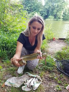 European Eel (Common Eel)
