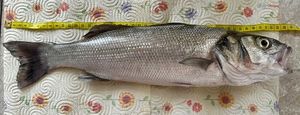 European Bass (Seabass)