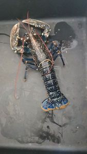 European Lobster