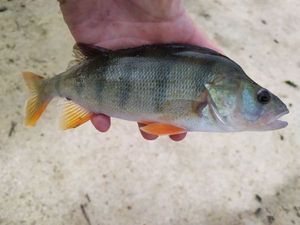 European Perch
