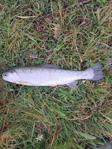 Rainbow Trout
