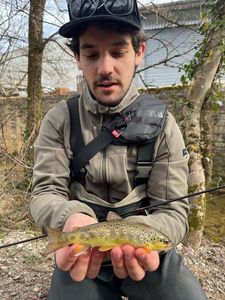 Brown Trout