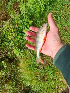 European Perch
