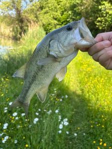 Largemouth Bass