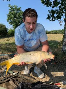 Common Carp