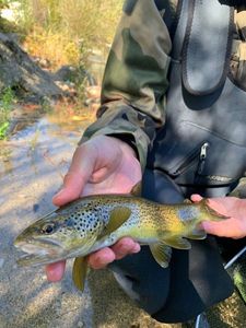 Brown Trout