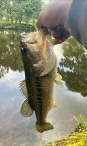 Largemouth Bass