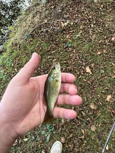 Smallmouth Bass