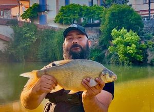 Common Bream