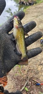Black Bullhead
