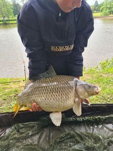 Common Carp