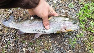 Rainbow Trout