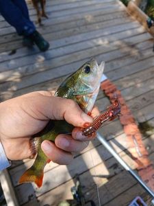 European Perch