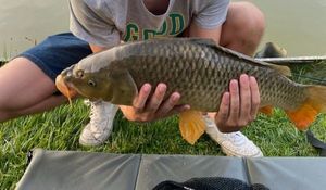 Common Carp