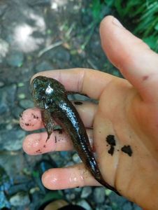 Giant Goby