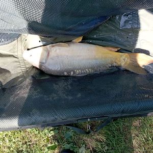 Leather Carp