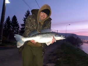 Zander