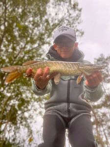 Northern Pike