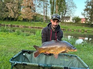 Common Carp