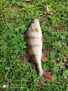 European Perch
