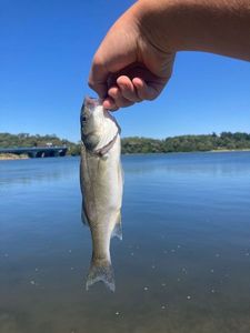 European Bass (Seabass)
