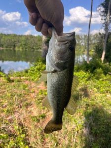Largemouth Bass