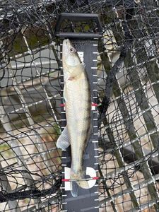 Zander