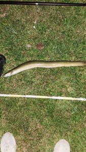European Eel (Common Eel)