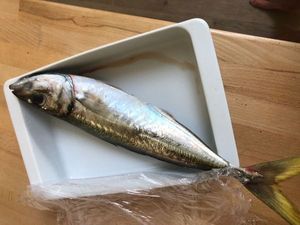 Mackerel