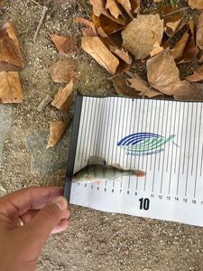Nile Perch