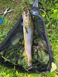 Brown Trout