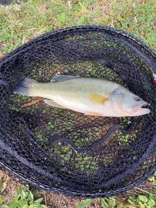 Largemouth Bass