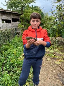 Crucian Carp
