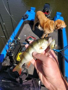 European Perch